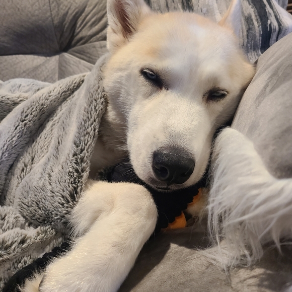 All Paws On Deck Show - Picture 15 of 15